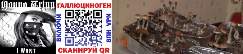Галлюциногенные грибы Cubensis  Игарка 
